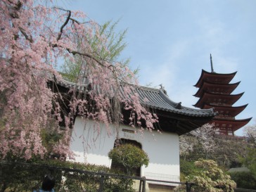 御文庫の枝垂れ桜