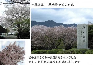 桜２桂公園