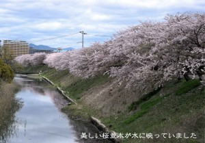 桜４住吉堤防