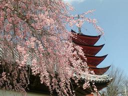 御文庫の桜