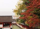 2010年11月13日　厳島神社
