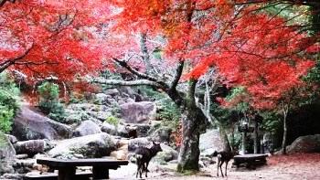 奥紅葉谷公園