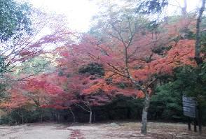 奥紅葉谷公園への道を振り返る