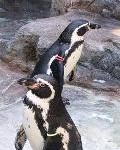 3-3 フンボルトペンギン