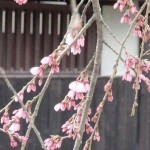 しだれ桜