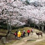 大元桜花