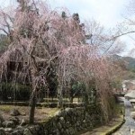 宝蔵のしだれ桜