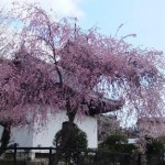 御文庫の桜