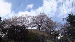 要害山の桜