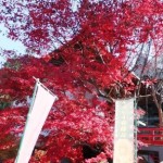 大聖院の紅葉